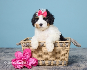 Kate F2 Mini Bernedoodle